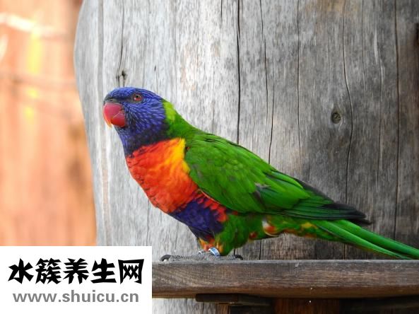 凯浦林双肩包怎么样