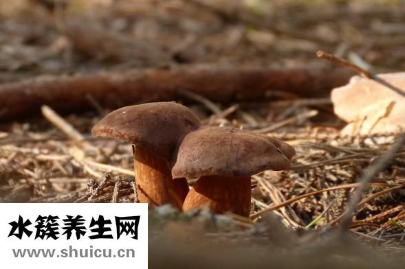 圣元蜜星客怎么样