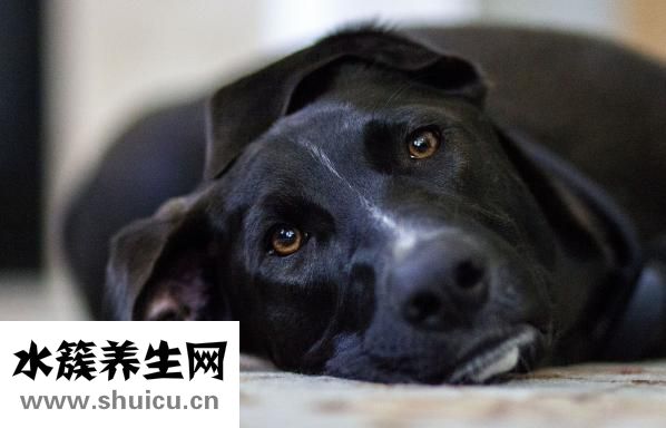 怀孕了发烧怎么办
