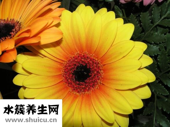 百丽爱家橱柜怎么样