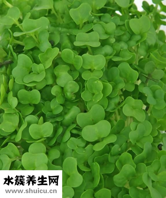 为什么长黄褐斑