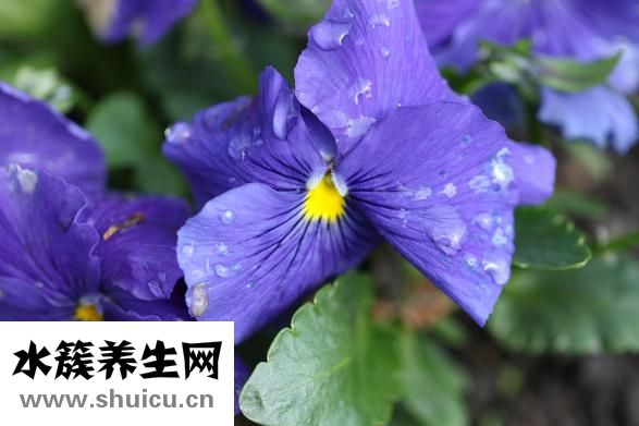贝缔雅怎么样