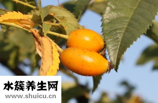 德胜怎么样