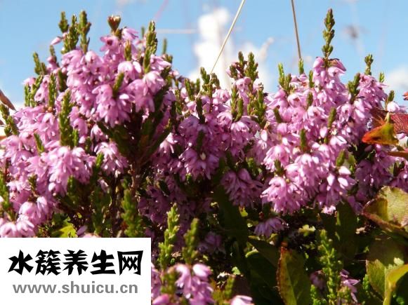 白狮子头皮质怎么样