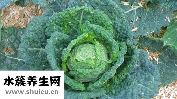 恩兰朵怎么样