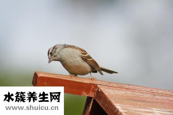 百雀羚洁面膏怎么样