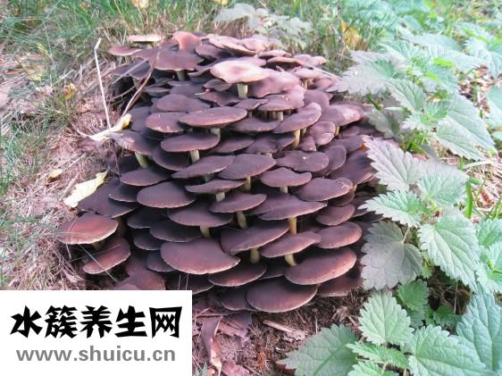 癣用什么药