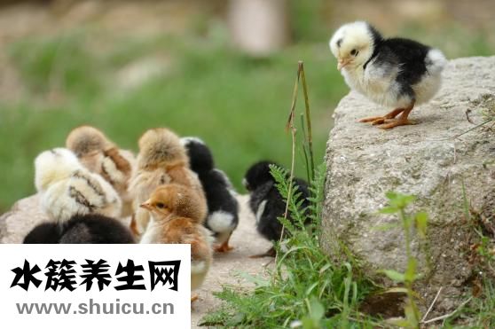 鸡候消怎么样