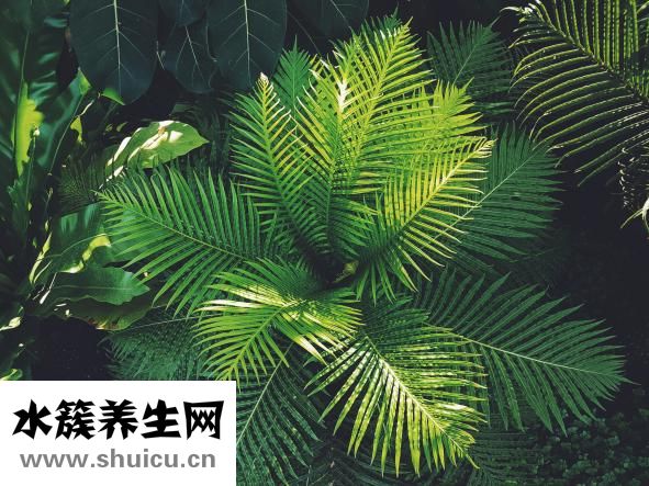 羊水破了是什么样的