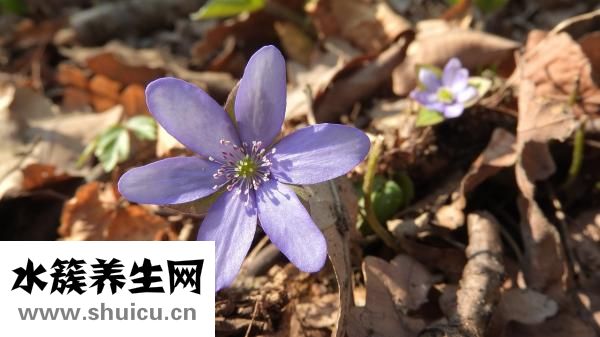 怎么样分辨白癜风