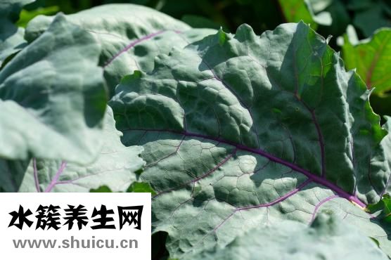 恩兰朵怎么样