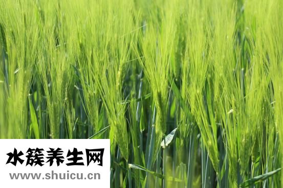 什么是切糕