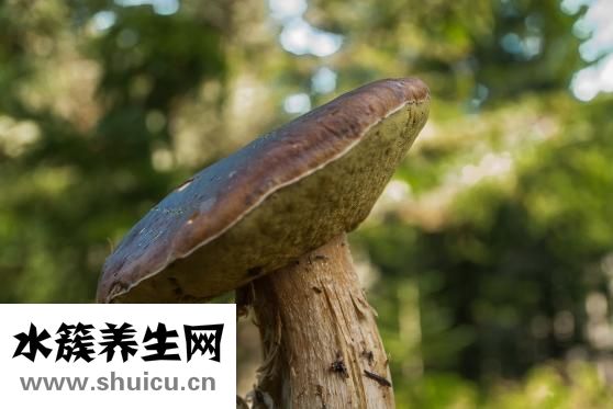 癣用什么药
