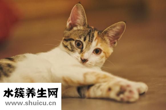 宠物猫有哪些品种