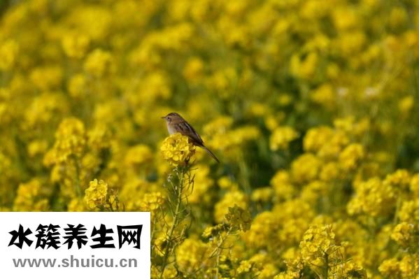 崔火仙怎么样