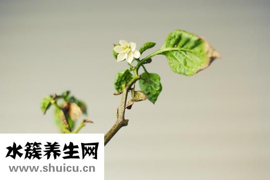 保罗名莎怎么样