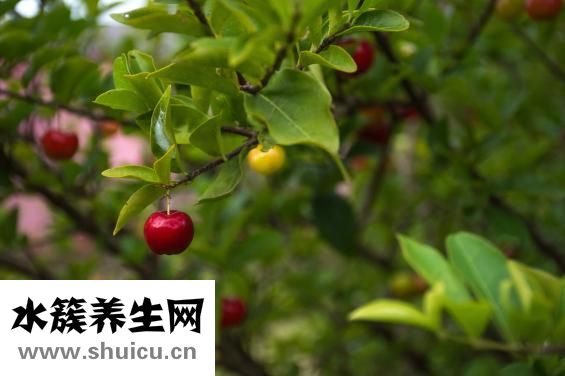 菠菜不能与什么同吃
