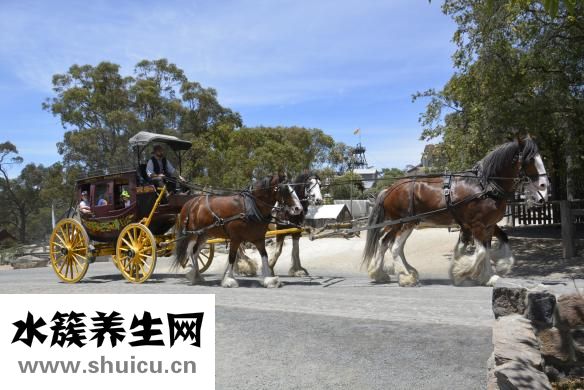 淘金丽人怎么样