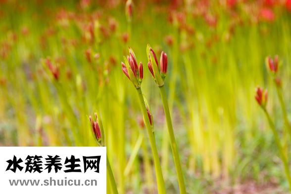 粽子叶是什么