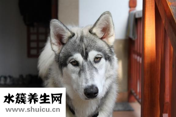 唐元门怎么样