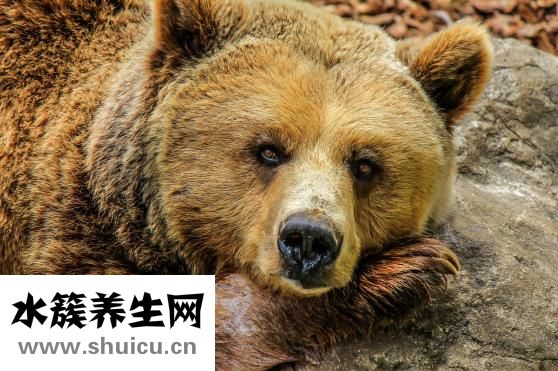 丹尼熊行李箱怎么样