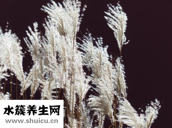 章一新怎么样