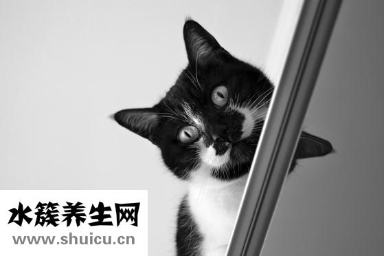 宠物猫有哪些品种