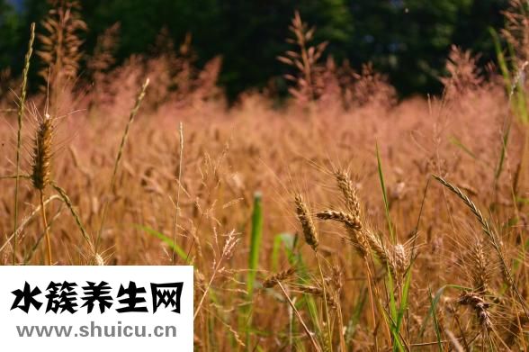 什么是切糕