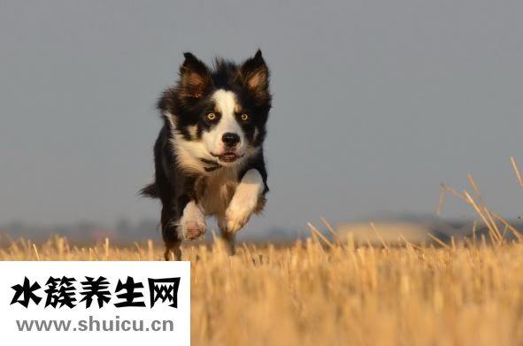 唐元门怎么样