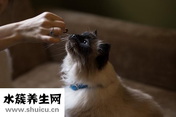 怀孕了发烧怎么办