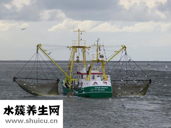 海蟹怎么保存