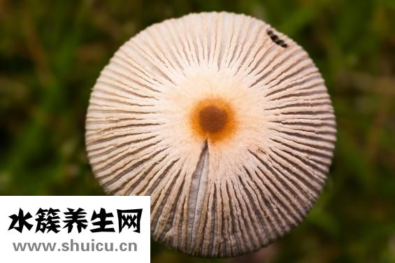 癣用什么药