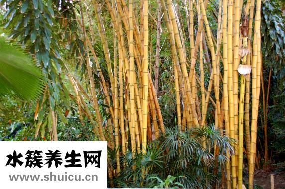 猴爸马宝怎么样