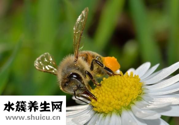 铁树的茎怎么样