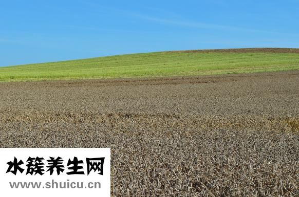 如何做蒸饺