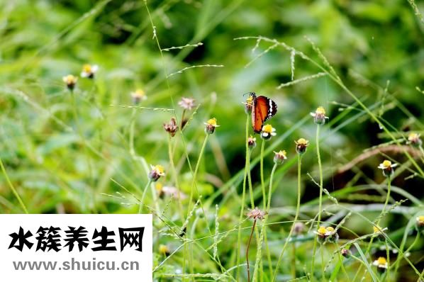 宝岛茗怎么样