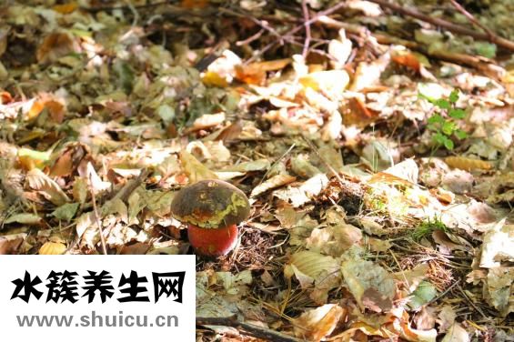 圣元蜜星客怎么样
