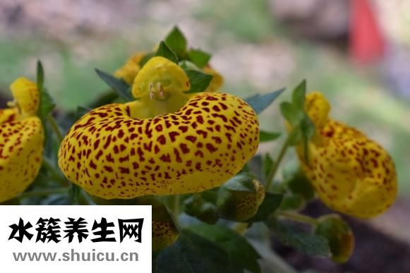 有什么别有病