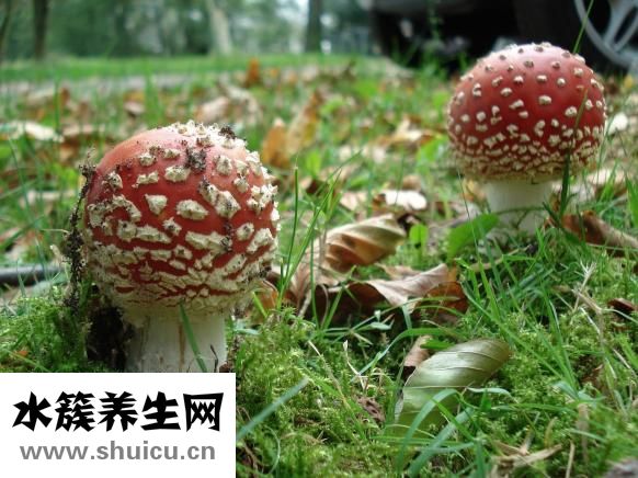 吃什么可以排毒养颜
