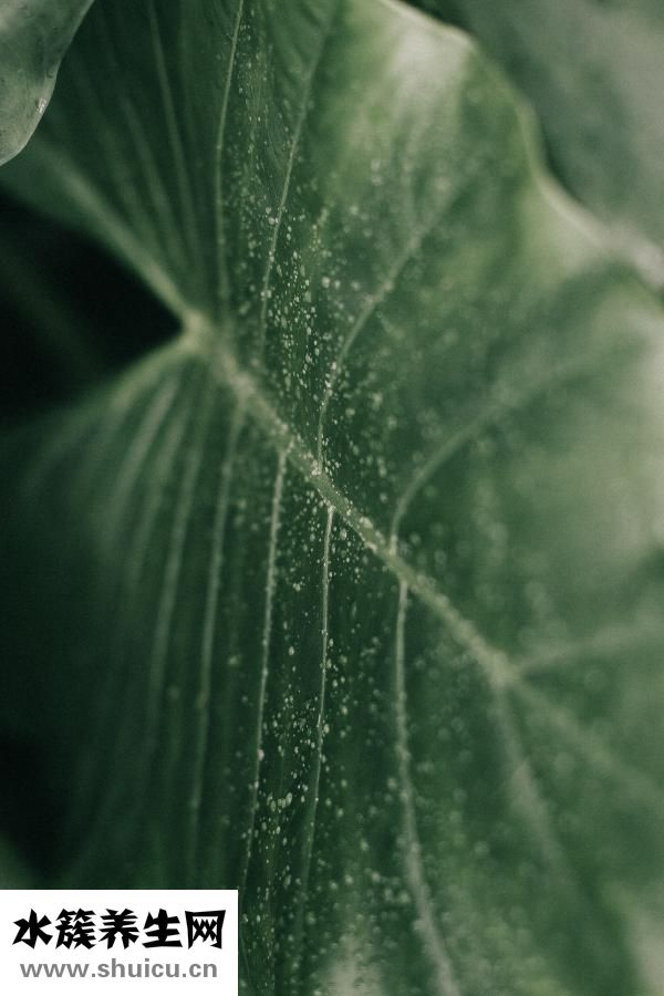 教你如何扎头发