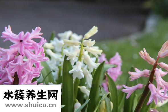 风信子的花语是什么