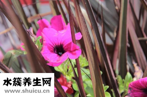圣华曦药业怎么样