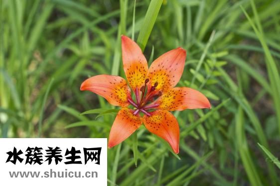 芫荽是什么