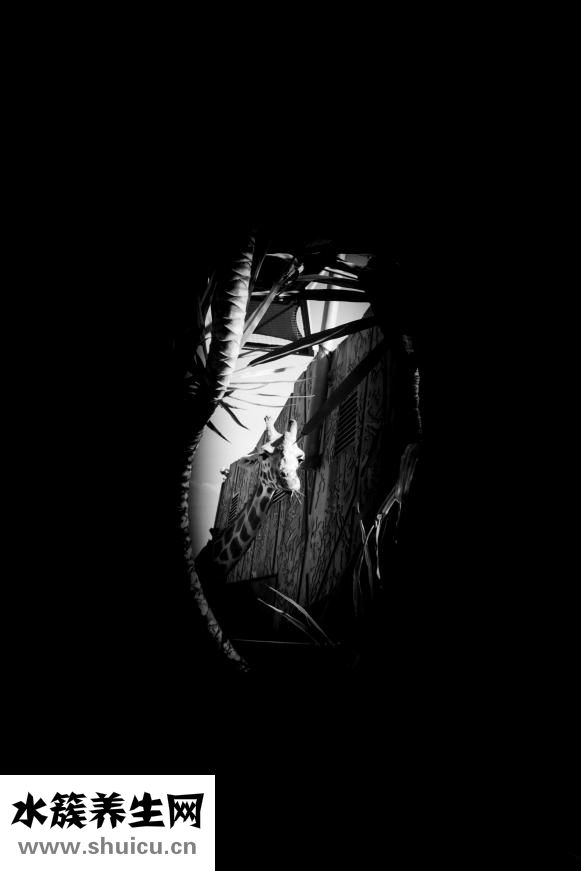 乳头为什么是黑色的