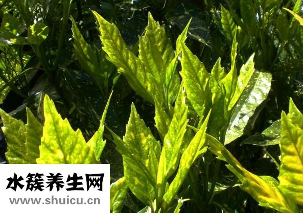 安胎吃什么