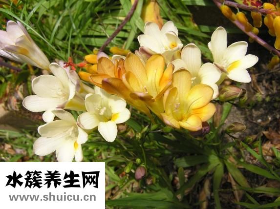 好孩子沐浴露怎么样