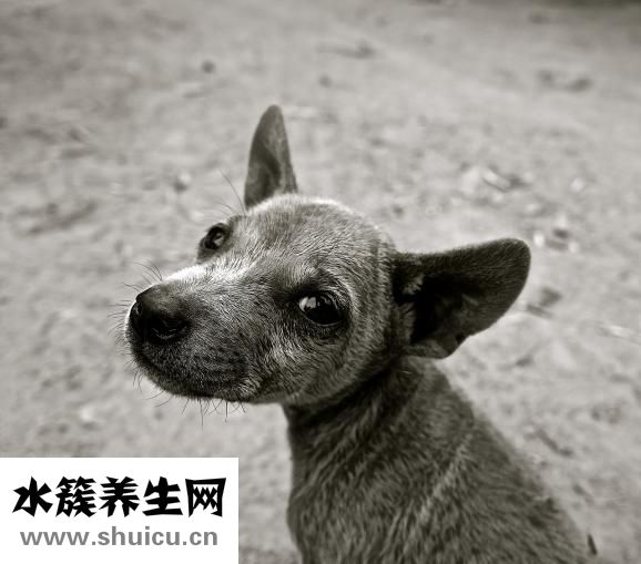 奇强皂粉怎么样