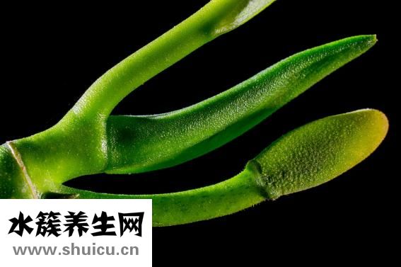 芫荽是什么