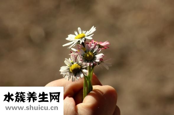 依身伴侣怎么样