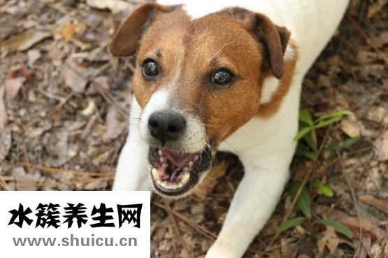 被狗狗咬了怎么办
